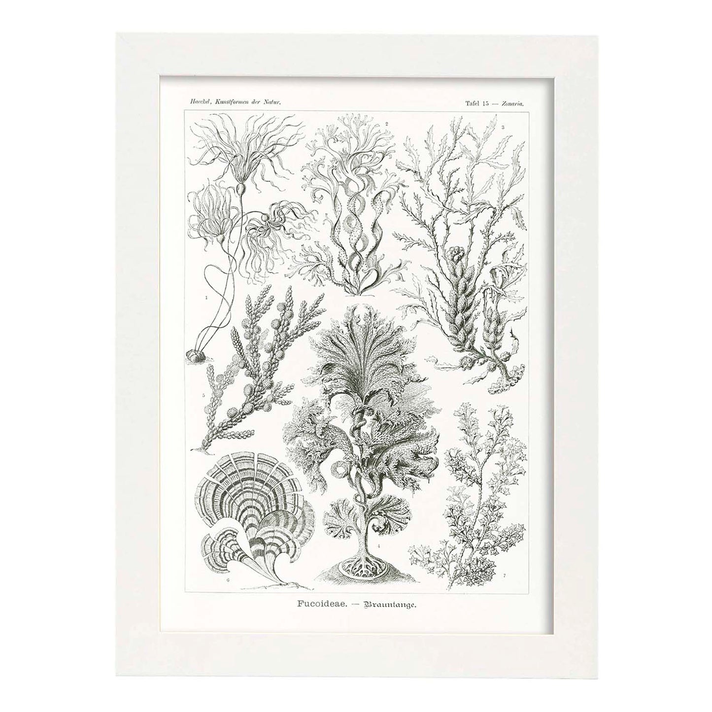 Lamina artistica decorativa con ilustración de Fucoideae estilo Vintage-Artwork-Nacnic-A4-Marco Blanco-Nacnic Estudio SL