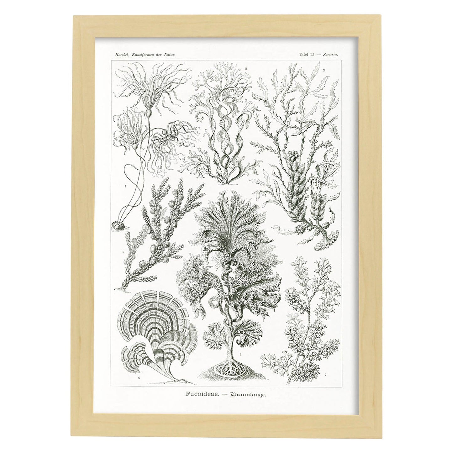 Lamina artistica decorativa con ilustración de Fucoideae estilo Vintage-Artwork-Nacnic-A4-Marco Madera clara-Nacnic Estudio SL