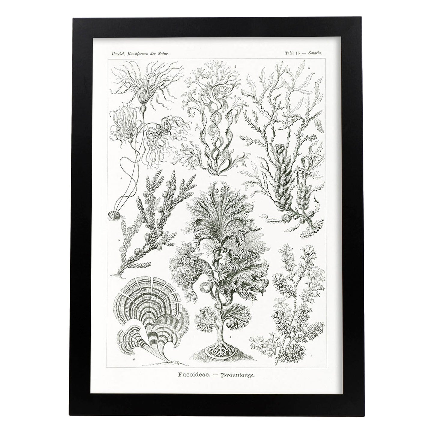 Lamina artistica decorativa con ilustración de Fucoideae estilo Vintage-Artwork-Nacnic-A4-Marco Negro-Nacnic Estudio SL