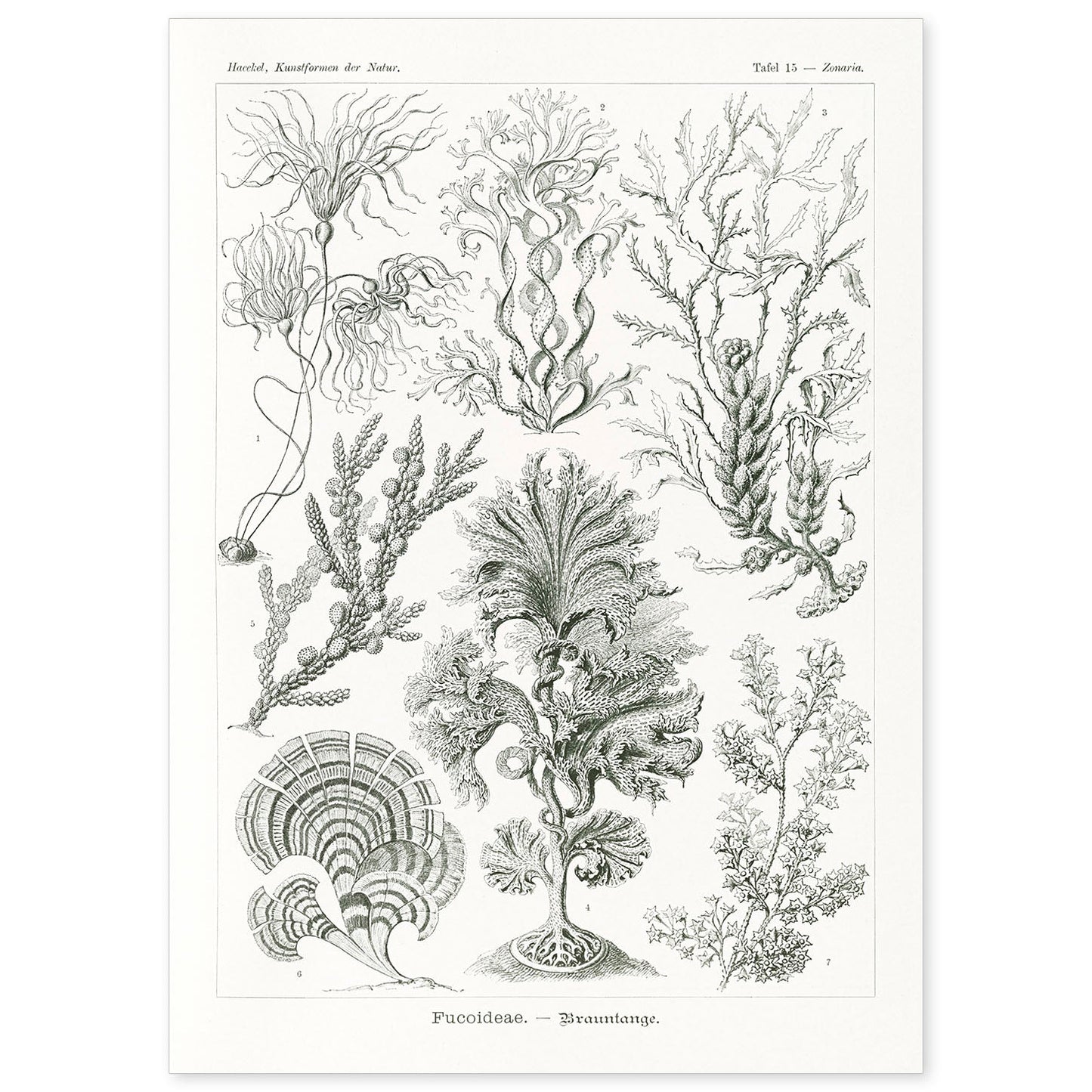 Lamina artistica decorativa con ilustración de Fucoideae estilo Vintage-Artwork-Nacnic-A4-Sin marco-Nacnic Estudio SL