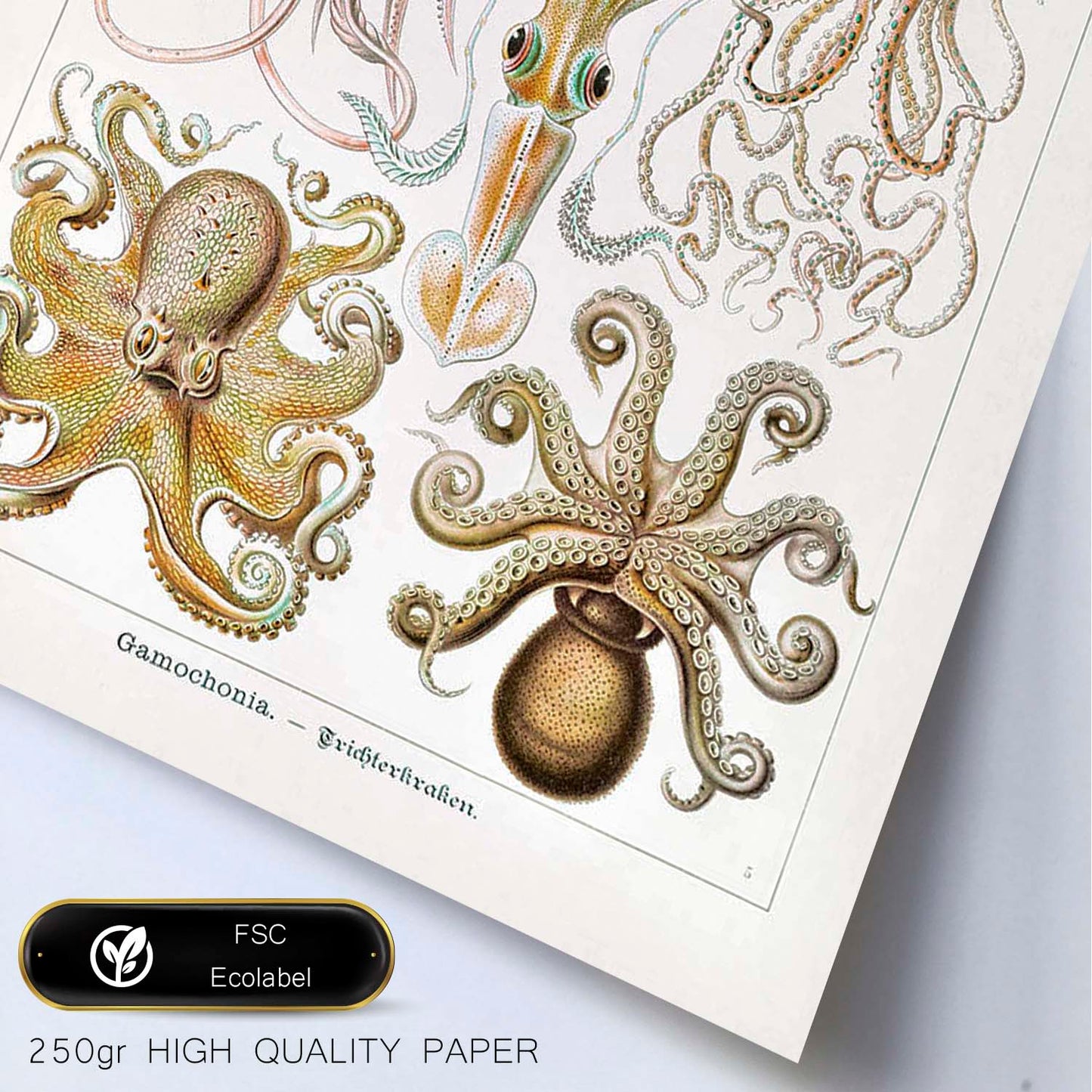 Lamina artistica decorativa con ilustración de Gamochonia estilo Vintage-Artwork-Nacnic-Nacnic Estudio SL