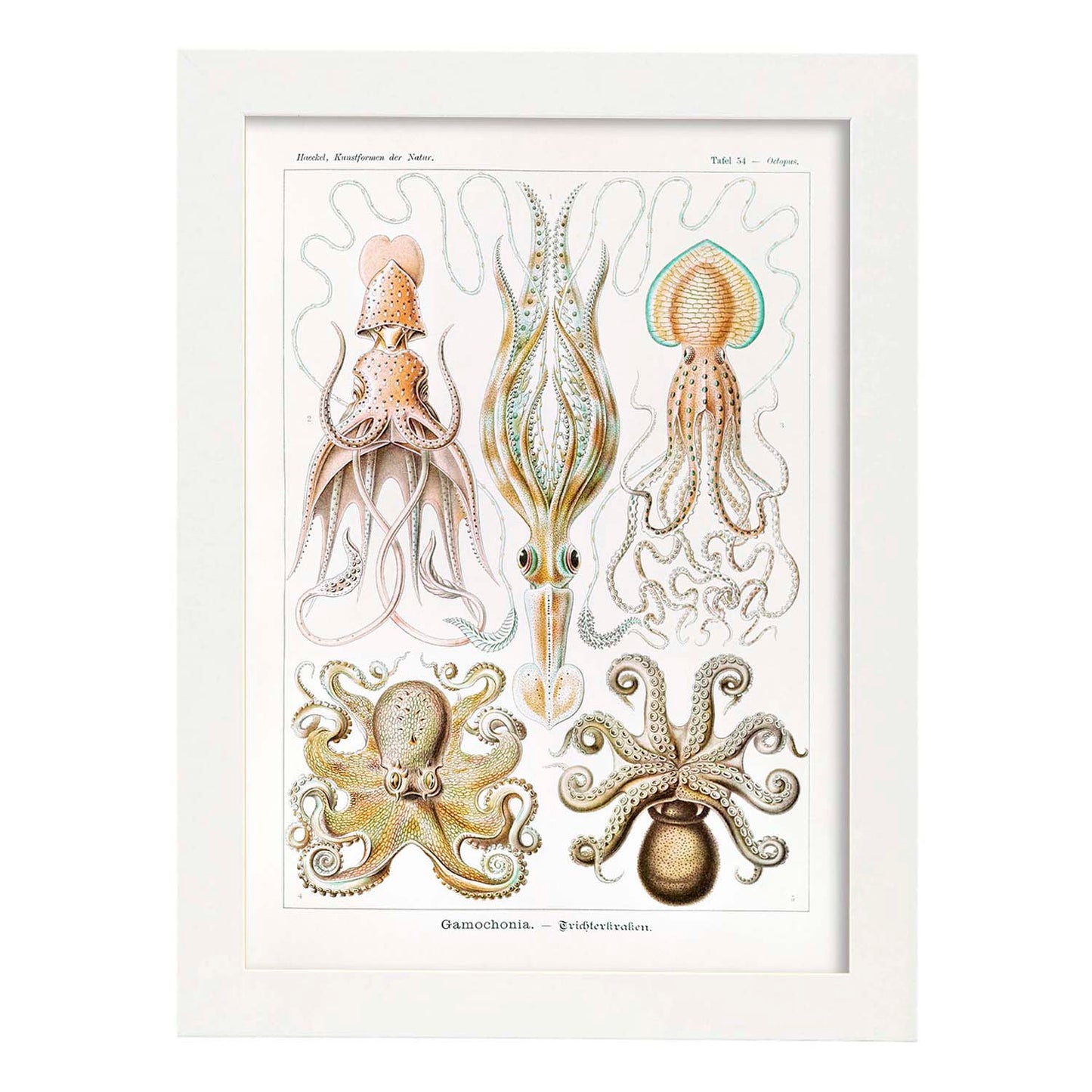 Lamina artistica decorativa con ilustración de Gamochonia estilo Vintage-Artwork-Nacnic-A3-Marco Blanco-Nacnic Estudio SL