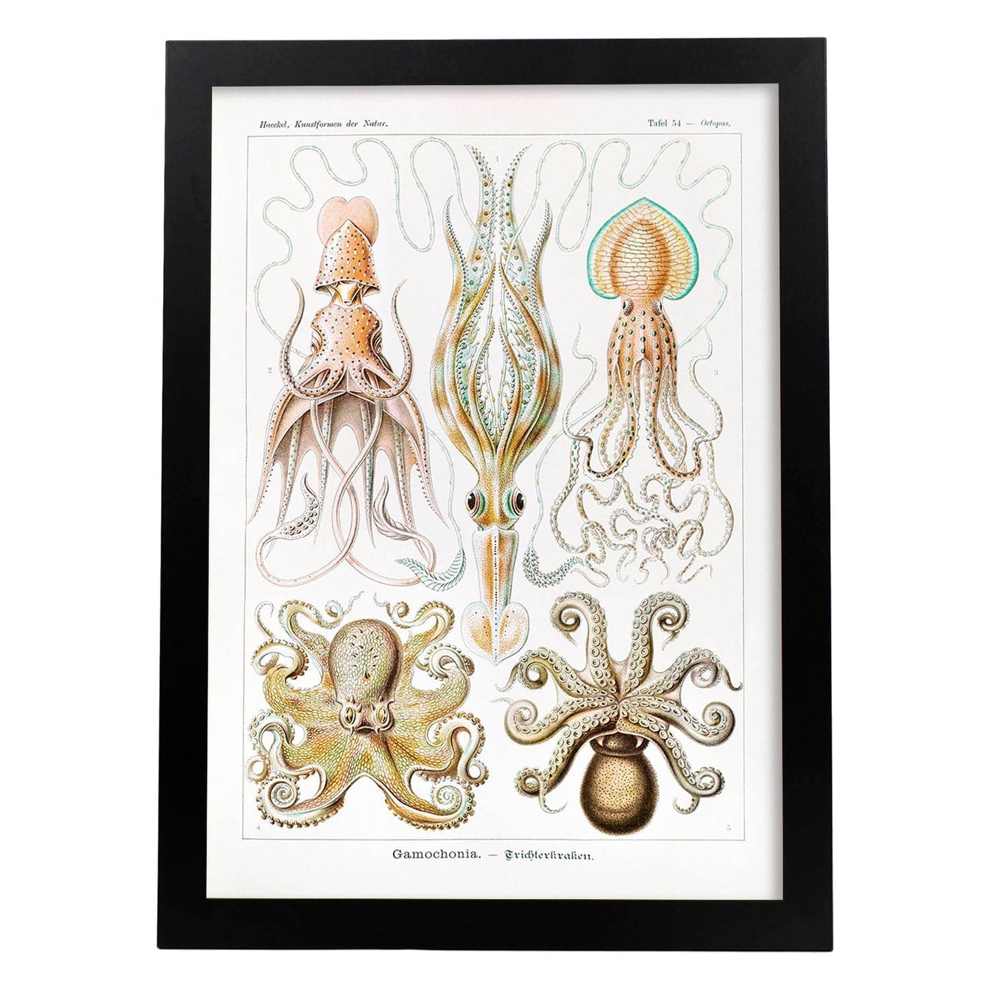 Lamina artistica decorativa con ilustración de Gamochonia estilo Vintage-Artwork-Nacnic-A3-Marco Negro-Nacnic Estudio SL
