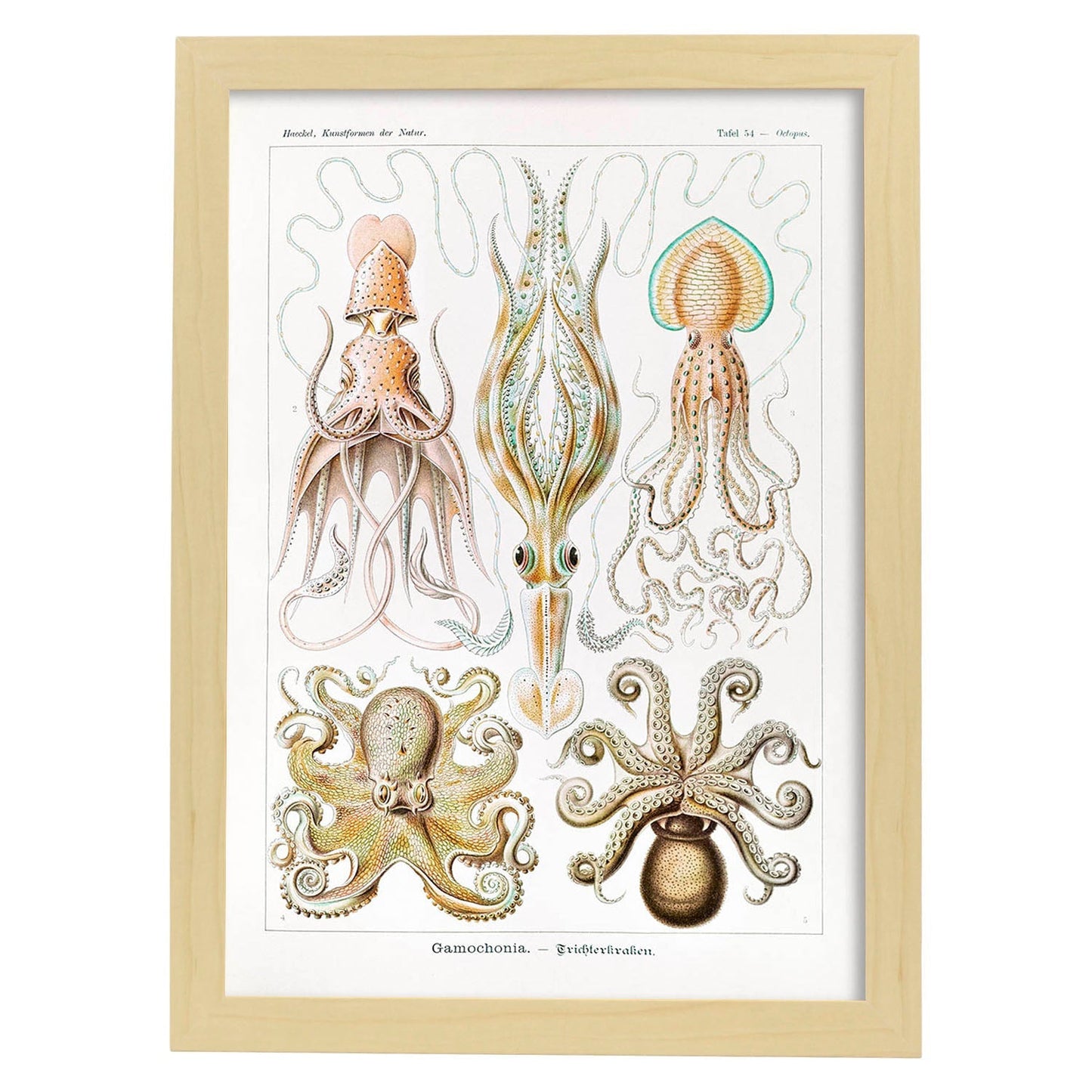 Lamina artistica decorativa con ilustración de Gamochonia estilo Vintage-Artwork-Nacnic-A4-Marco Madera clara-Nacnic Estudio SL