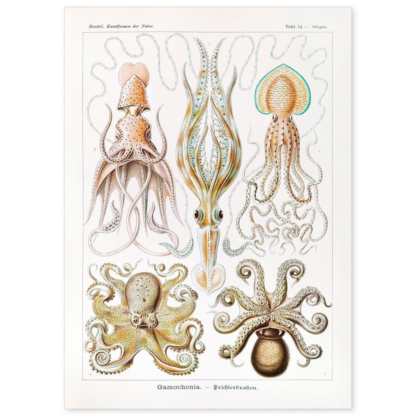 Lamina artistica decorativa con ilustración de Gamochonia estilo Vintage-Artwork-Nacnic-A4-Sin marco-Nacnic Estudio SL