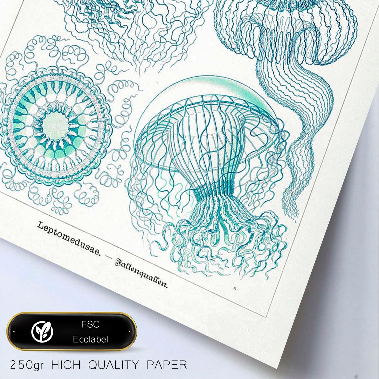 Lamina artistica decorativa con ilustración de Leptomedusae estilo Vintage-Artwork-Nacnic-Nacnic Estudio SL