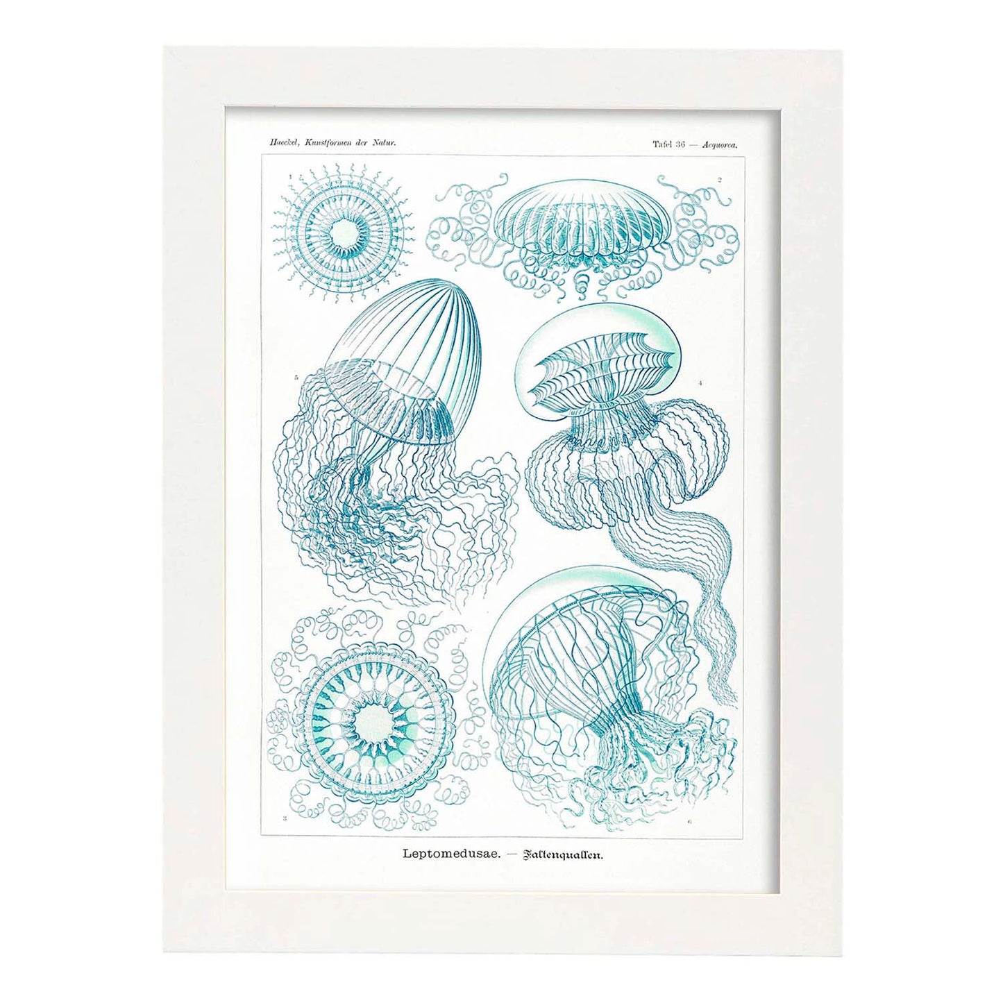 Lamina artistica decorativa con ilustración de Leptomedusae estilo Vintage-Artwork-Nacnic-A3-Marco Blanco-Nacnic Estudio SL
