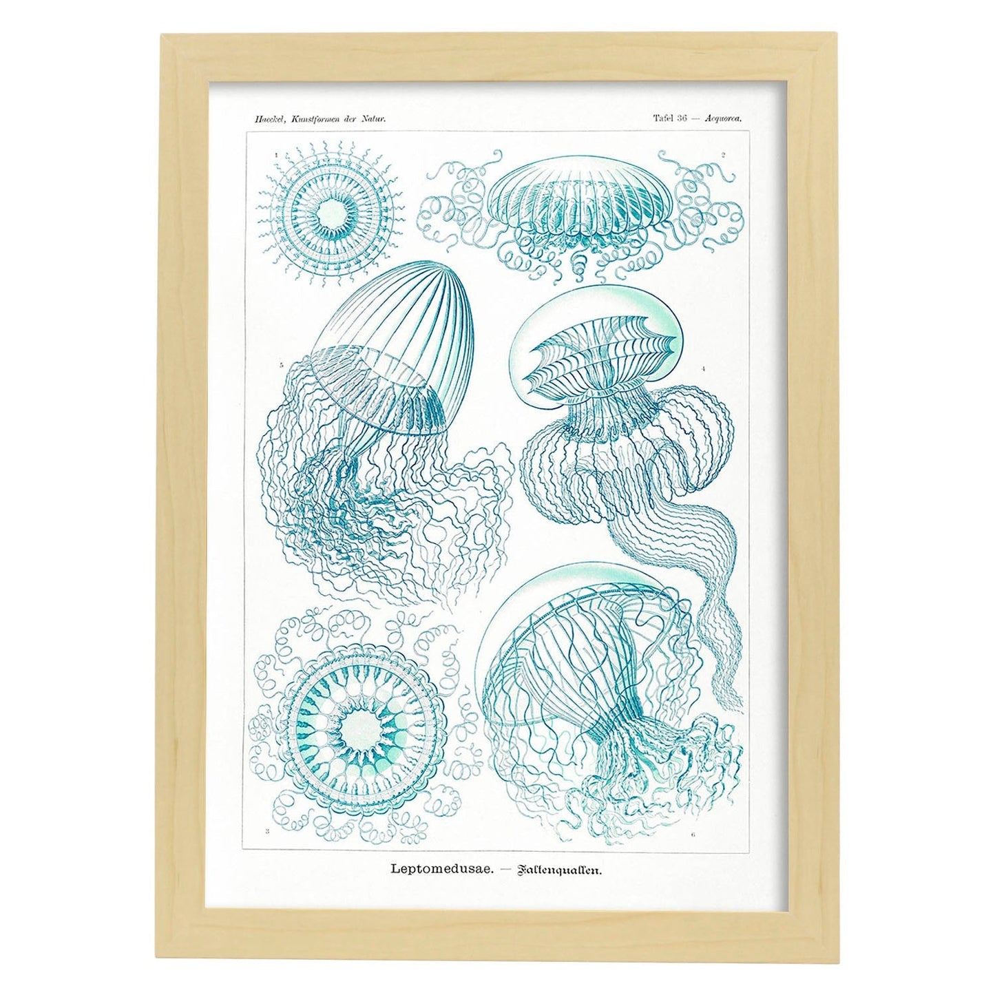 Lamina artistica decorativa con ilustración de Leptomedusae estilo Vintage-Artwork-Nacnic-A3-Marco Madera clara-Nacnic Estudio SL