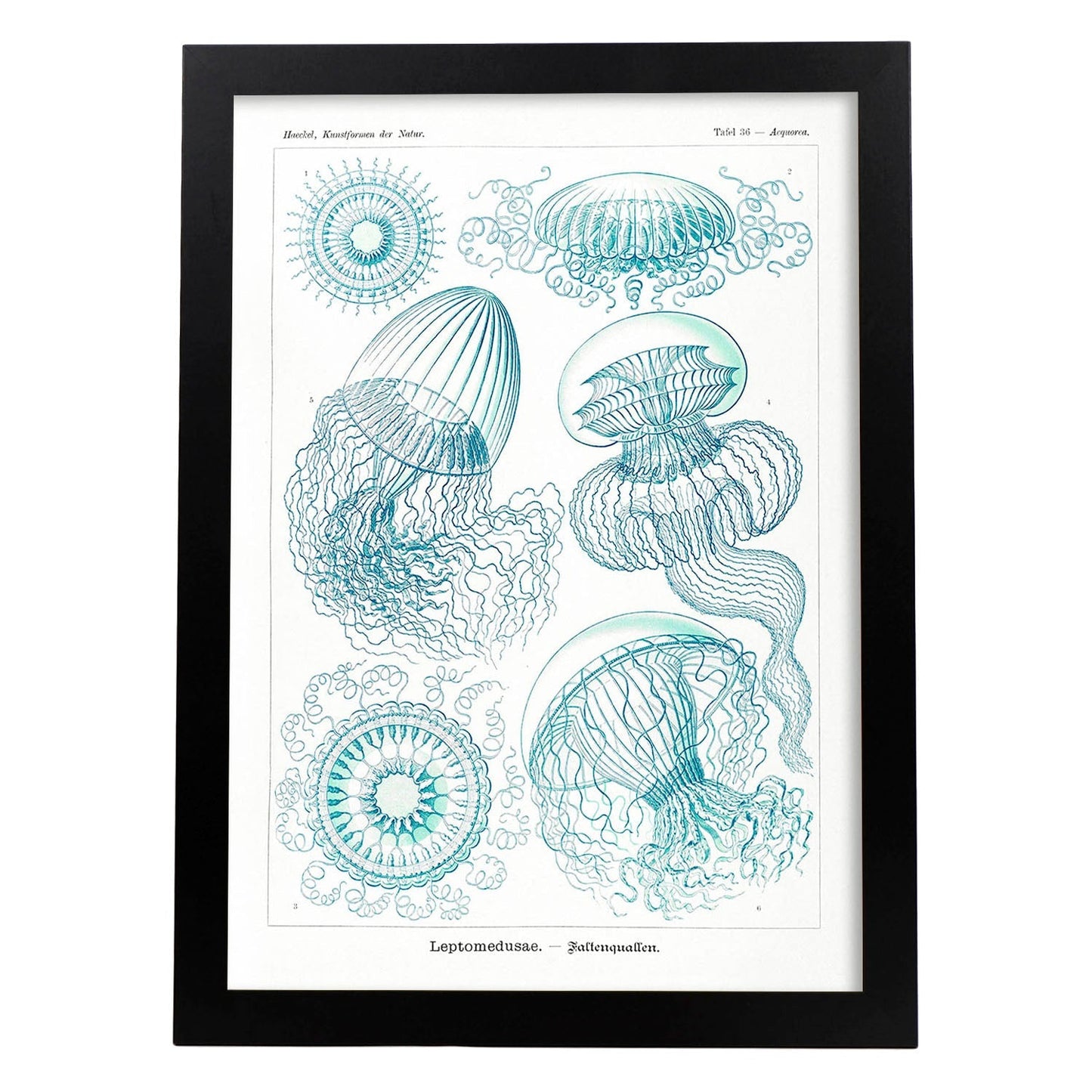 Lamina artistica decorativa con ilustración de Leptomedusae estilo Vintage-Artwork-Nacnic-A3-Marco Negro-Nacnic Estudio SL