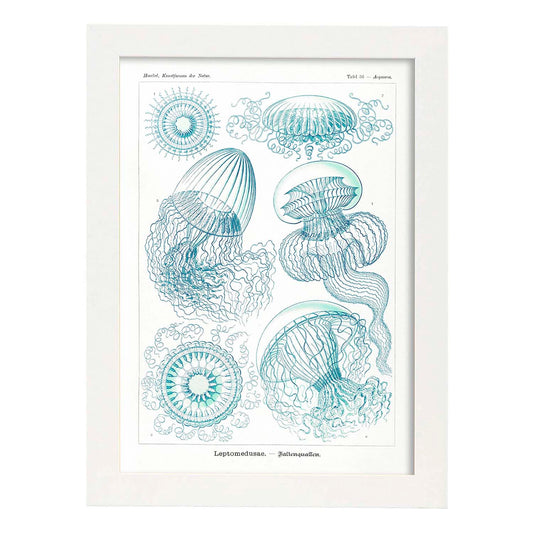 Lamina artistica decorativa con ilustración de Leptomedusae estilo Vintage-Artwork-Nacnic-A4-Marco Blanco-Nacnic Estudio SL