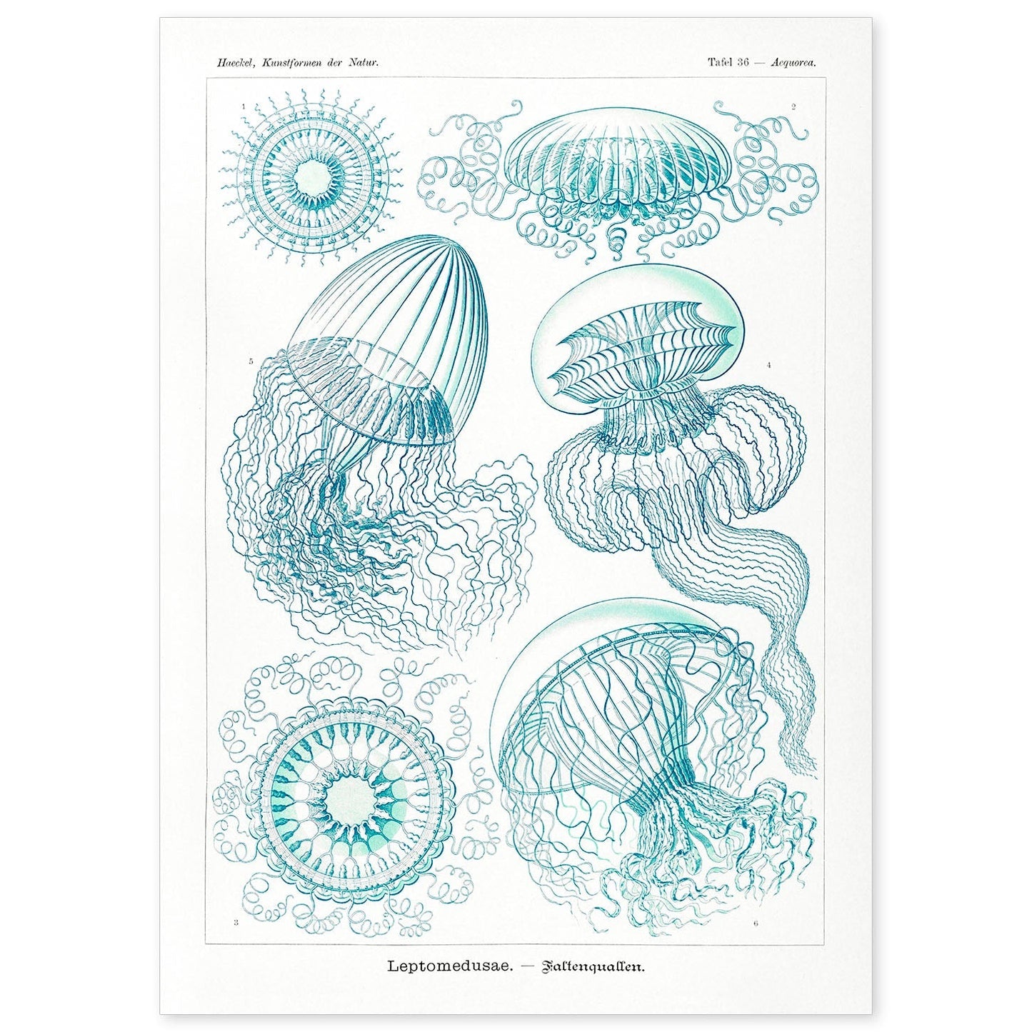 Lamina artistica decorativa con ilustración de Leptomedusae estilo Vintage-Artwork-Nacnic-A4-Sin marco-Nacnic Estudio SL
