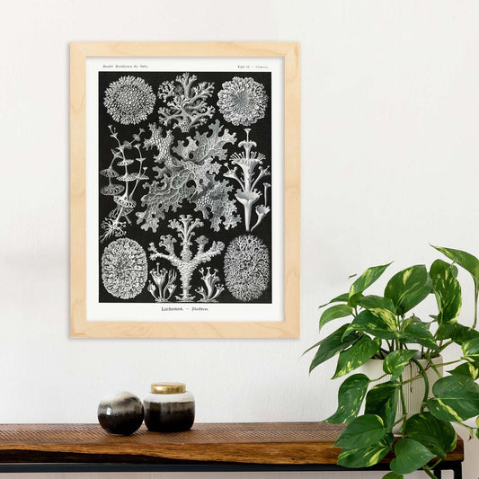 Lamina artistica decorativa con ilustración de Liquenes estilo Vintage-Artwork-Nacnic-Nacnic Estudio SL