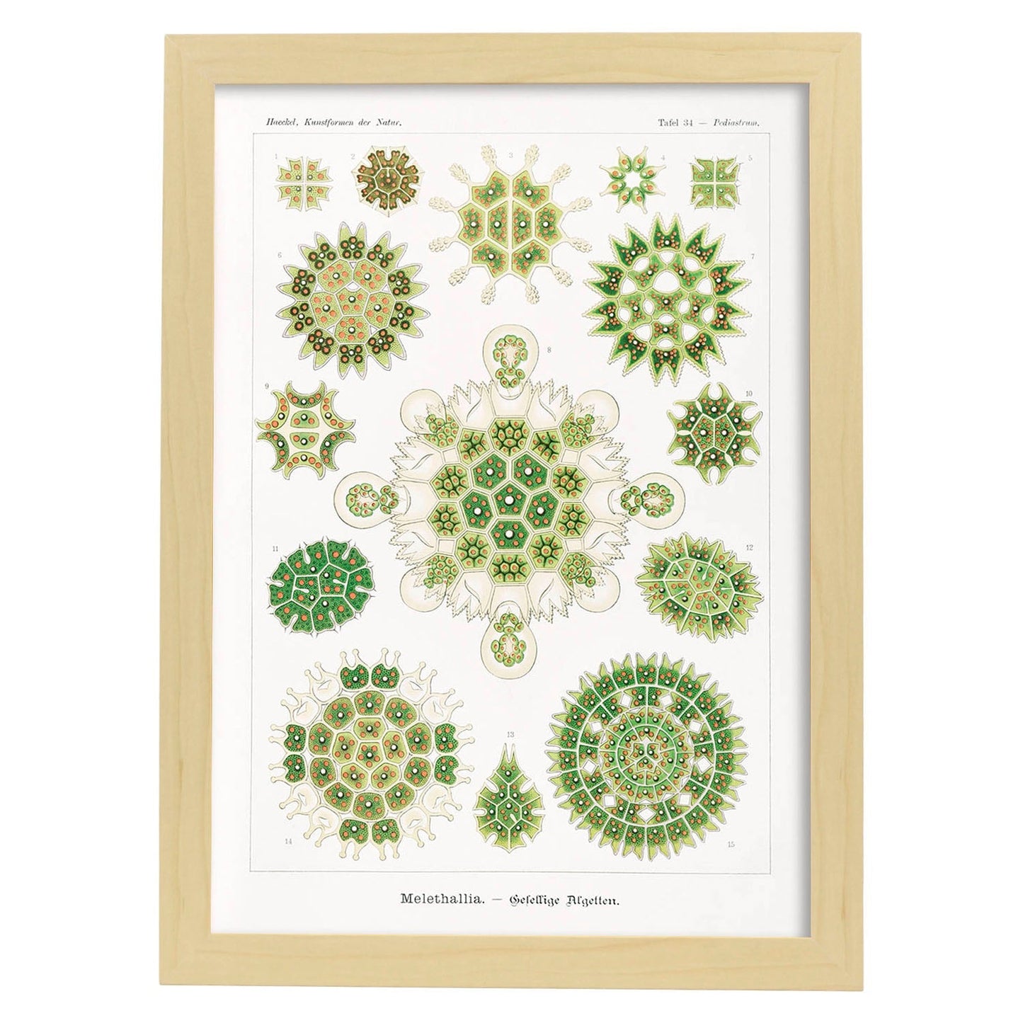 Lamina artistica decorativa con ilustración de Meletalia estilo Vintage-Artwork-Nacnic-A4-Marco Madera clara-Nacnic Estudio SL