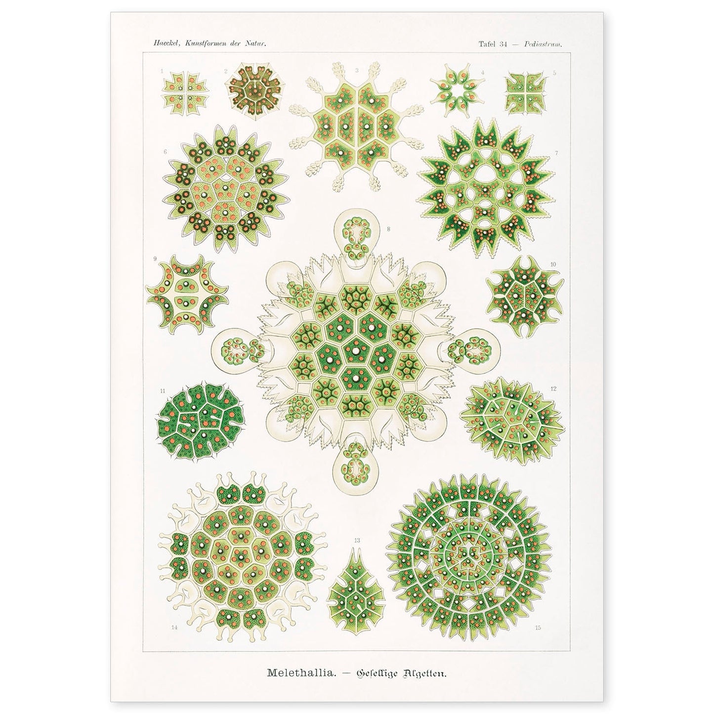 Lamina artistica decorativa con ilustración de Meletalia estilo Vintage-Artwork-Nacnic-A4-Sin marco-Nacnic Estudio SL