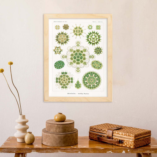 Lamina artistica decorativa con ilustración de Meletalia estilo Vintage-Artwork-Nacnic-Nacnic Estudio SL