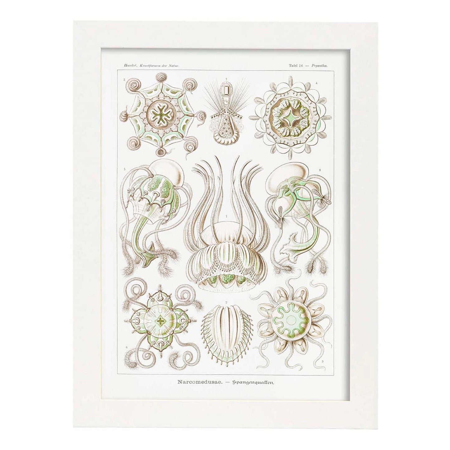 Lamina artistica decorativa con ilustración de Narcomedusae estilo Vintage-Artwork-Nacnic-A3-Marco Blanco-Nacnic Estudio SL