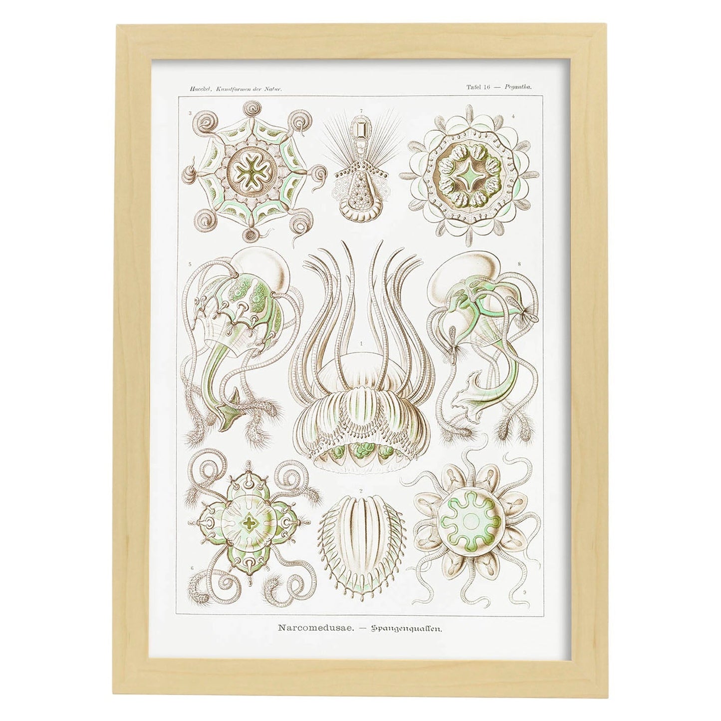 Lamina artistica decorativa con ilustración de Narcomedusae estilo Vintage-Artwork-Nacnic-A3-Marco Madera clara-Nacnic Estudio SL