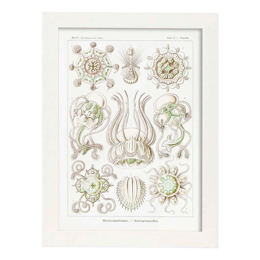 Lamina artistica decorativa con ilustración de Narcomedusae estilo Vintage-Artwork-Nacnic-A4-Marco Blanco-Nacnic Estudio SL