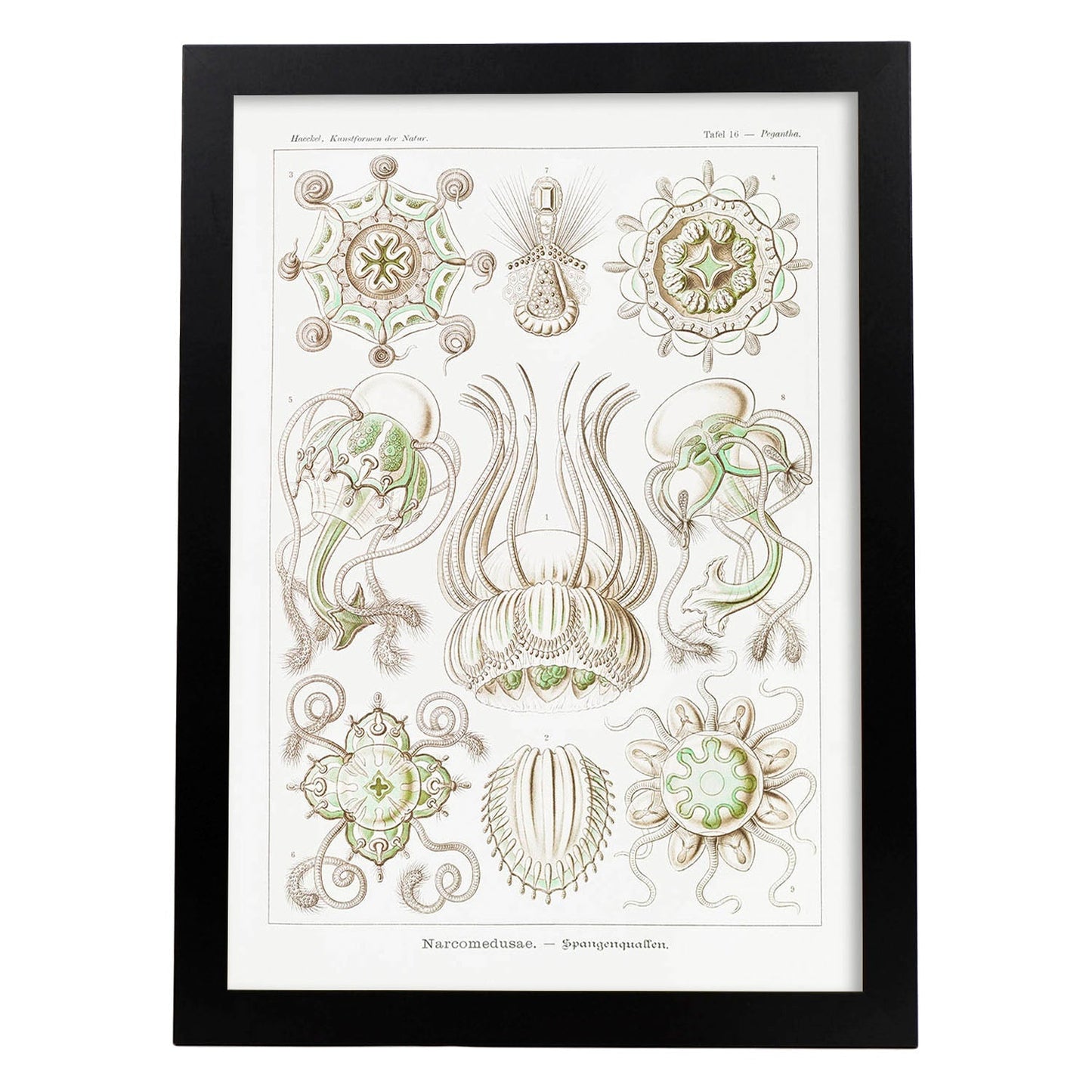 Lamina artistica decorativa con ilustración de Narcomedusae estilo Vintage-Artwork-Nacnic-A4-Marco Negro-Nacnic Estudio SL