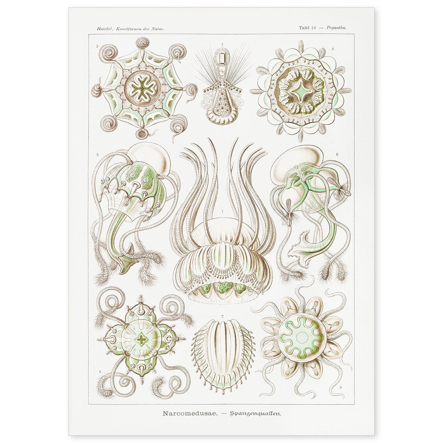 Lamina artistica decorativa con ilustración de Narcomedusae estilo Vintage-Artwork-Nacnic-A4-Sin marco-Nacnic Estudio SL