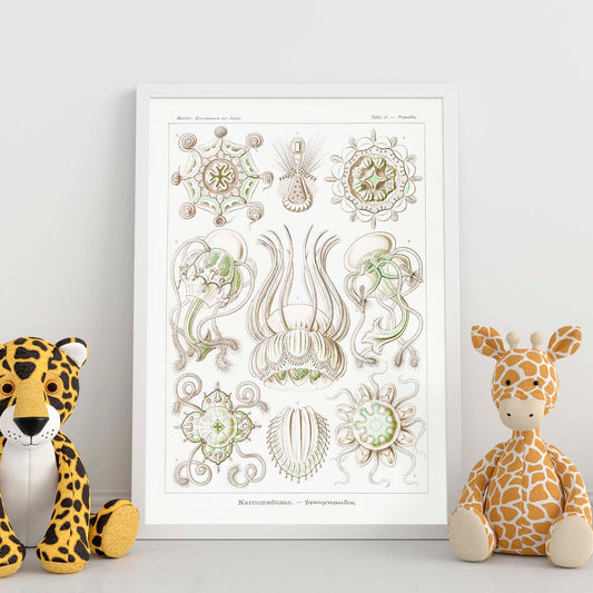 Lamina artistica decorativa con ilustración de Narcomedusae estilo Vintage-Artwork-Nacnic-Nacnic Estudio SL