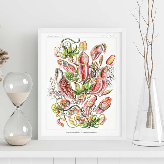 Lamina artistica decorativa con ilustración de Nepothaceae estilo Vintage-Artwork-Nacnic-Nacnic Estudio SL