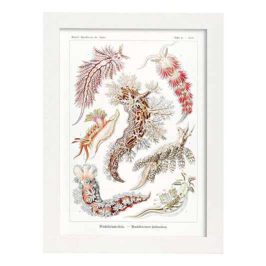 Lamina artistica decorativa con ilustración de Nudibranquia estilo Vintage-Artwork-Nacnic-A4-Marco Blanco-Nacnic Estudio SL