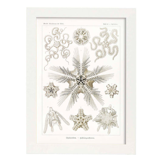 Lamina artistica decorativa con ilustración de Ophiodea estilo Vintage-Artwork-Nacnic-A4-Marco Blanco-Nacnic Estudio SL