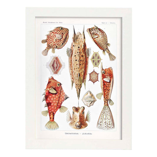 Lamina artistica decorativa con ilustración de Ostraciontes estilo Vintage-Artwork-Nacnic-A4-Marco Blanco-Nacnic Estudio SL