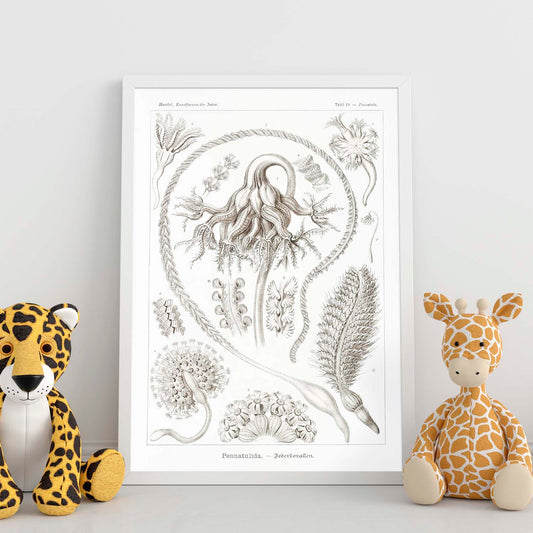 Lamina artistica decorativa con ilustración de Pennatulida estilo Vintage-Artwork-Nacnic-Nacnic Estudio SL