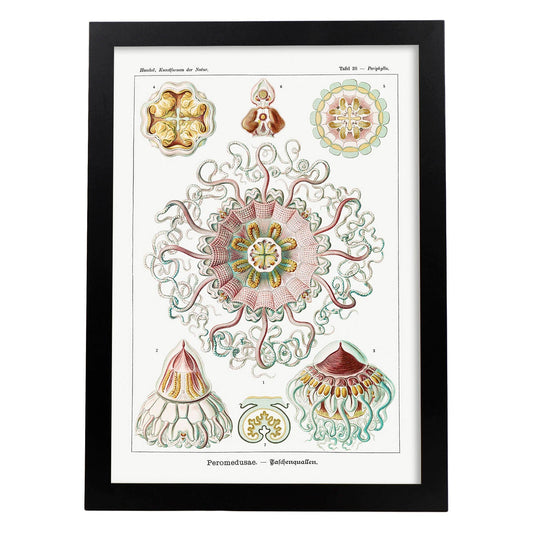 Lamina artistica decorativa con ilustración de Peromedusa estilo Vintage-Artwork-Nacnic-A4-Marco Negro-Nacnic Estudio SL