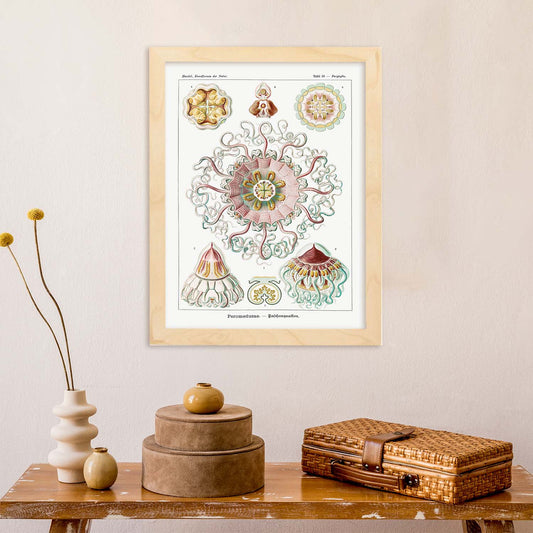 Lamina artistica decorativa con ilustración de Peromedusa estilo Vintage-Artwork-Nacnic-Nacnic Estudio SL