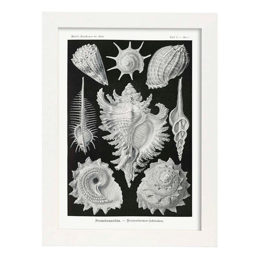 Lamina artistica decorativa con ilustración de Prosbranquia estilo Vintage-Artwork-Nacnic-A4-Marco Blanco-Nacnic Estudio SL