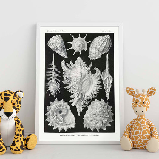 Lamina artistica decorativa con ilustración de Prosbranquia estilo Vintage-Artwork-Nacnic-Nacnic Estudio SL