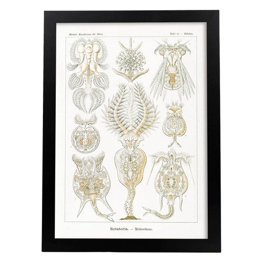 Lamina artistica decorativa con ilustración de Rotatorio estilo Vintage-Artwork-Nacnic-A4-Marco Negro-Nacnic Estudio SL