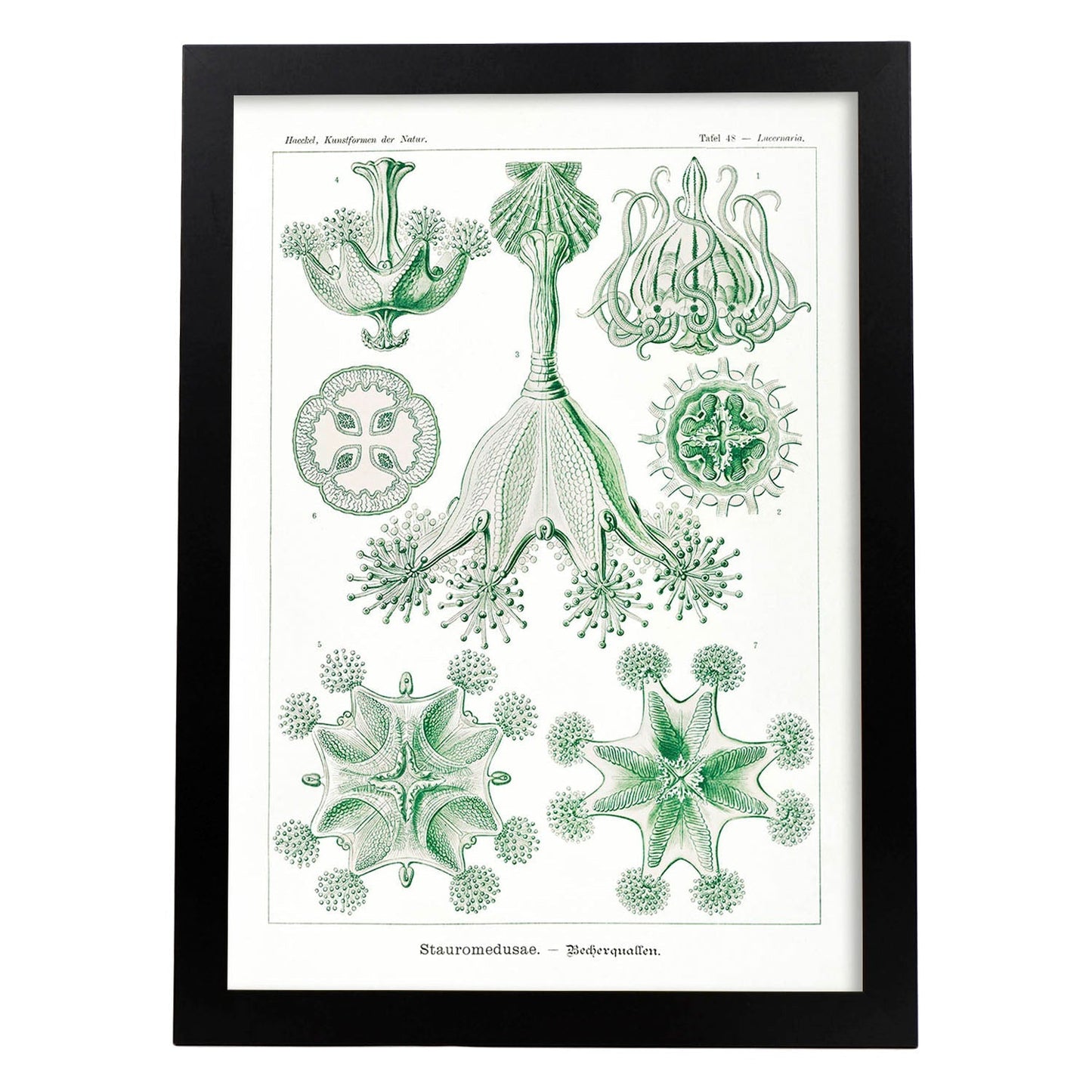 Lamina artistica decorativa con ilustración de Stauromedusae estilo Vintage-Artwork-Nacnic-A3-Marco Negro-Nacnic Estudio SL