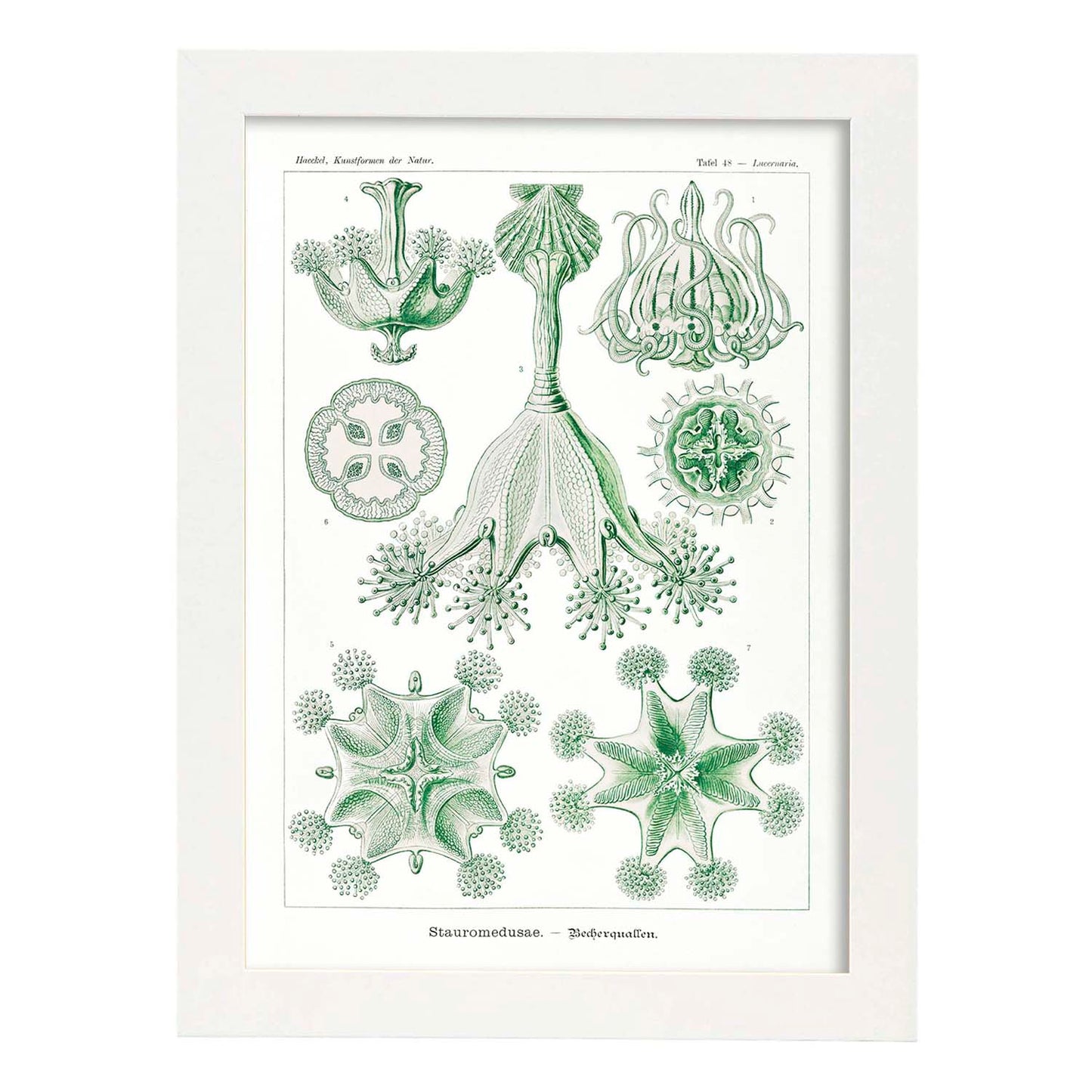 Lamina artistica decorativa con ilustración de Stauromedusae estilo Vintage-Artwork-Nacnic-A4-Marco Blanco-Nacnic Estudio SL