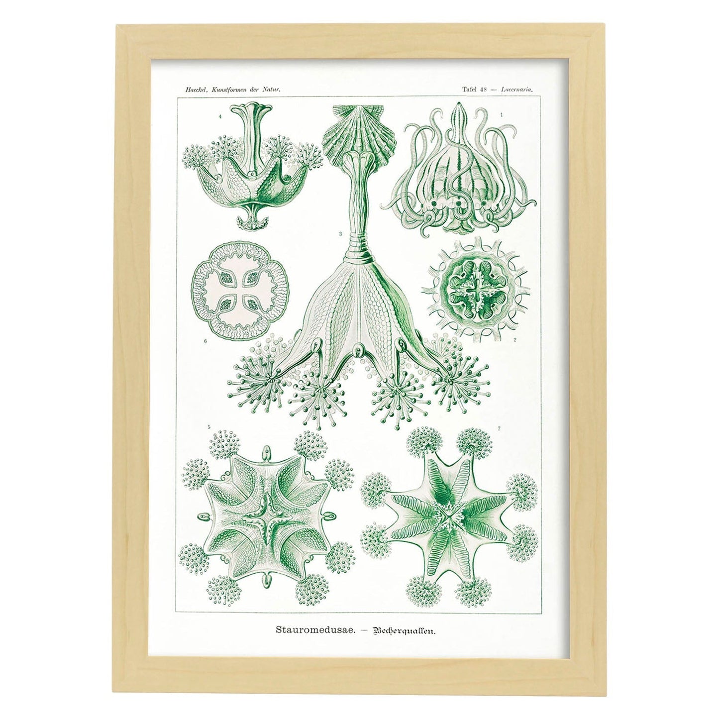 Lamina artistica decorativa con ilustración de Stauromedusae estilo Vintage-Artwork-Nacnic-A4-Marco Madera clara-Nacnic Estudio SL