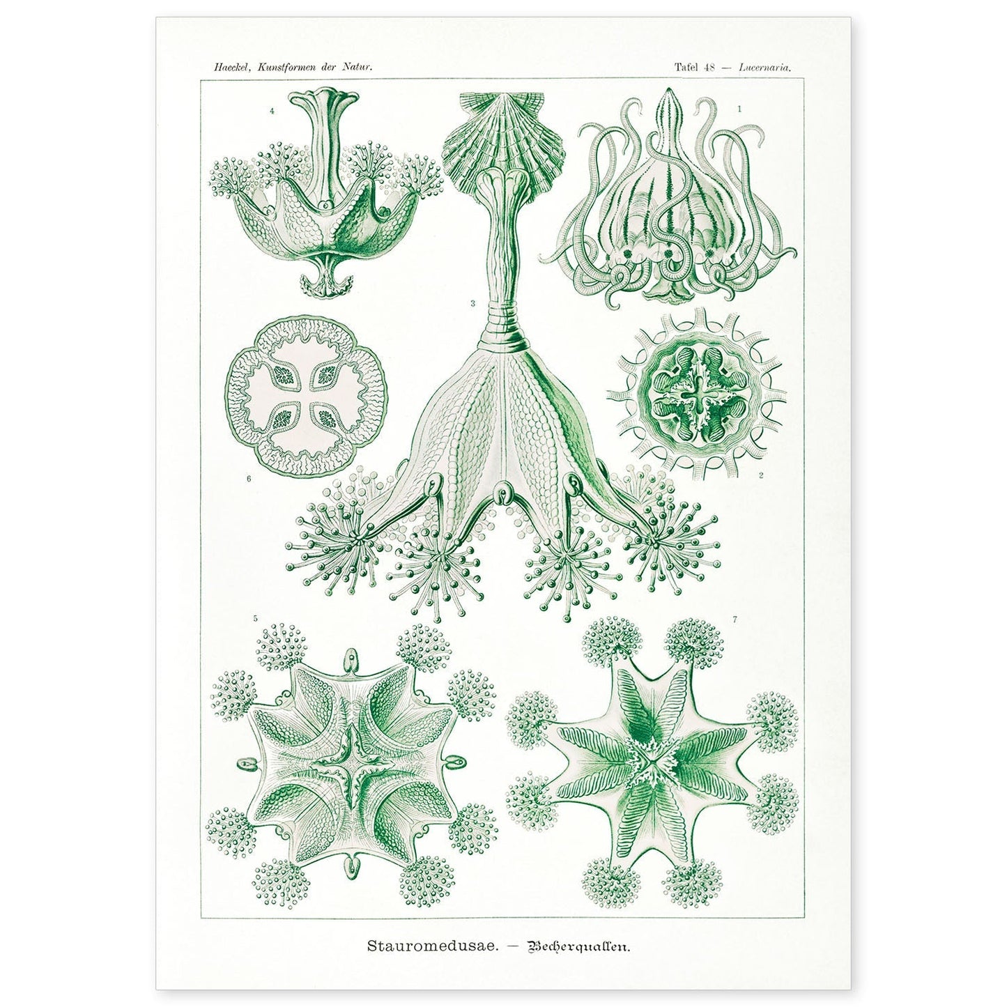 Lamina artistica decorativa con ilustración de Stauromedusae estilo Vintage-Artwork-Nacnic-A4-Sin marco-Nacnic Estudio SL