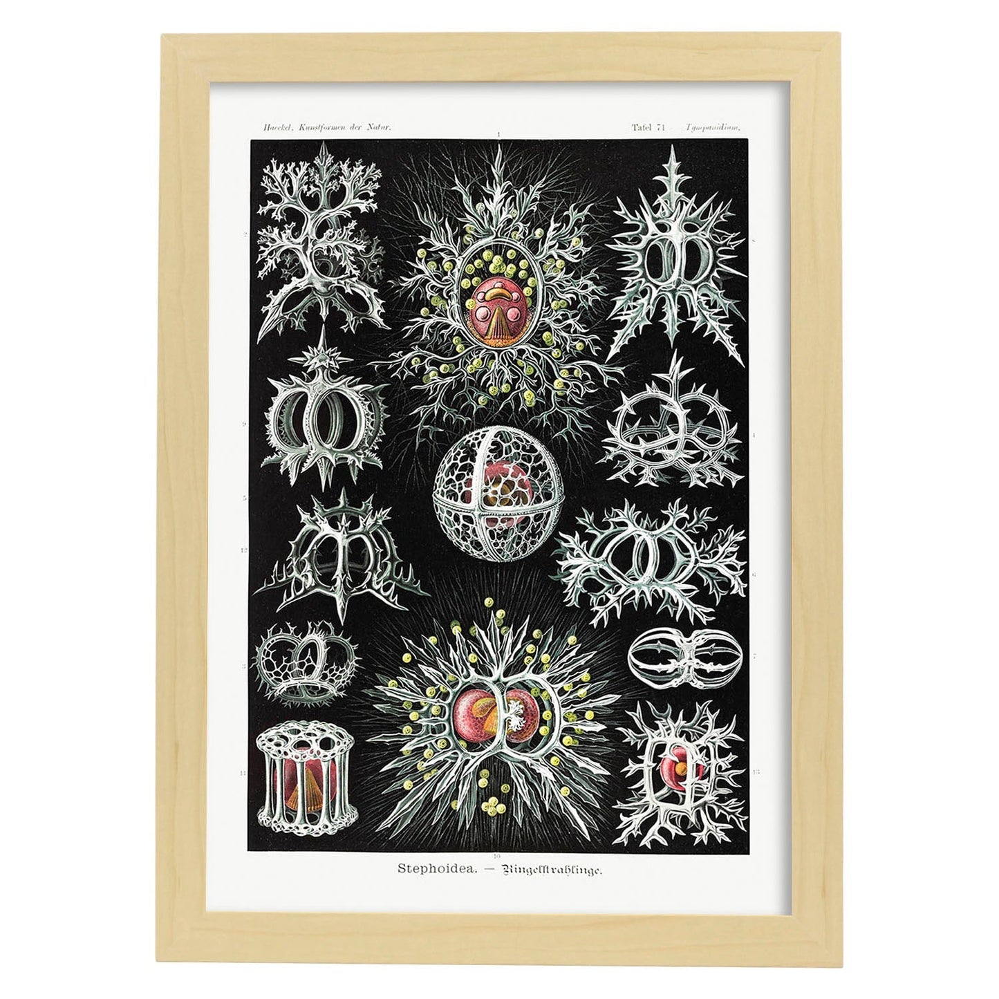 Lamina artistica decorativa con ilustración de STEPHOIDEA estilo Vintage-Artwork-Nacnic-A3-Marco Madera clara-Nacnic Estudio SL