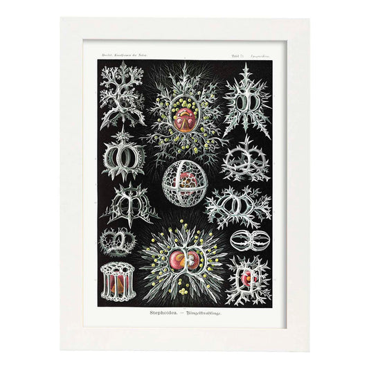 Lamina artistica decorativa con ilustración de STEPHOIDEA estilo Vintage-Artwork-Nacnic-A4-Marco Blanco-Nacnic Estudio SL