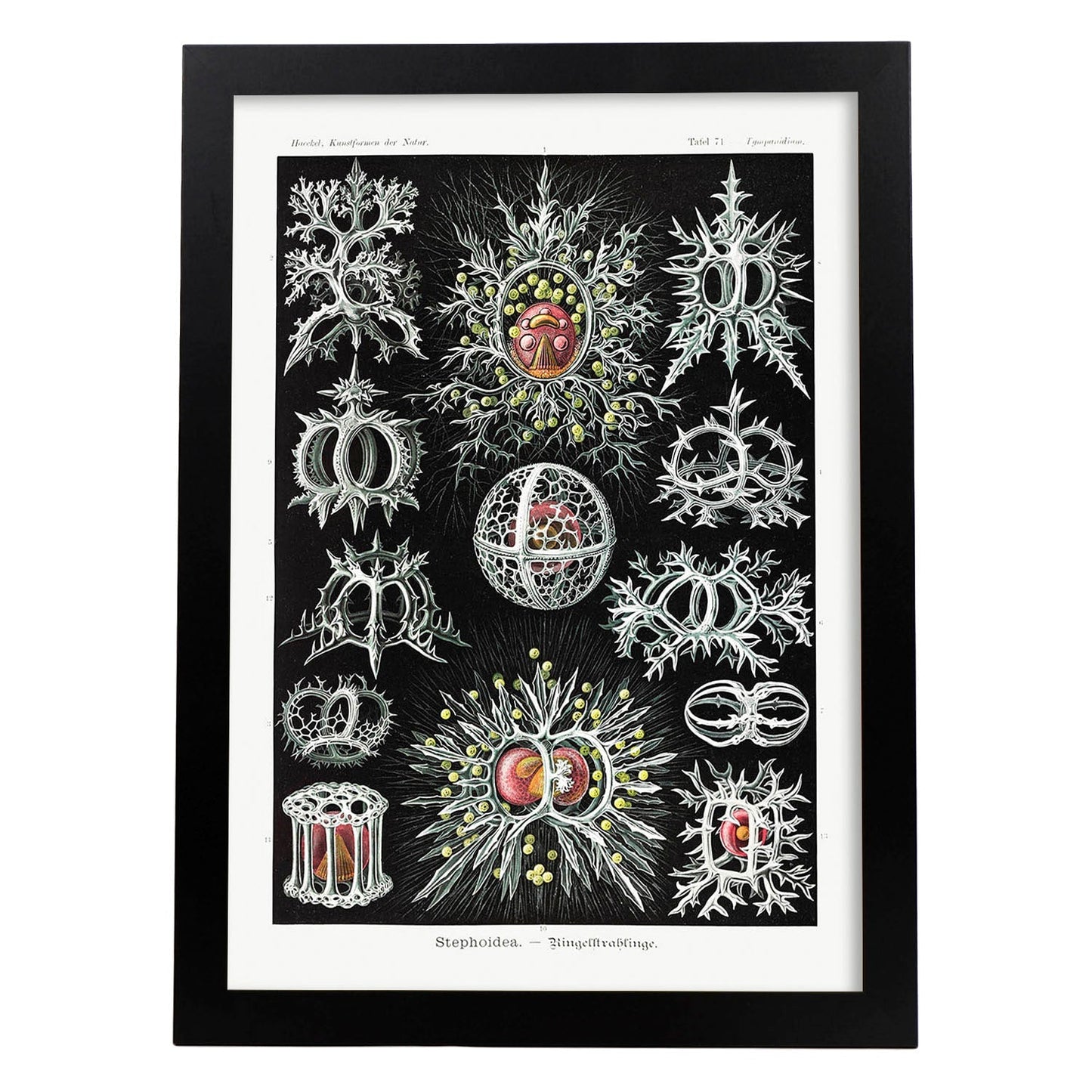 Lamina artistica decorativa con ilustración de STEPHOIDEA estilo Vintage-Artwork-Nacnic-A4-Marco Negro-Nacnic Estudio SL