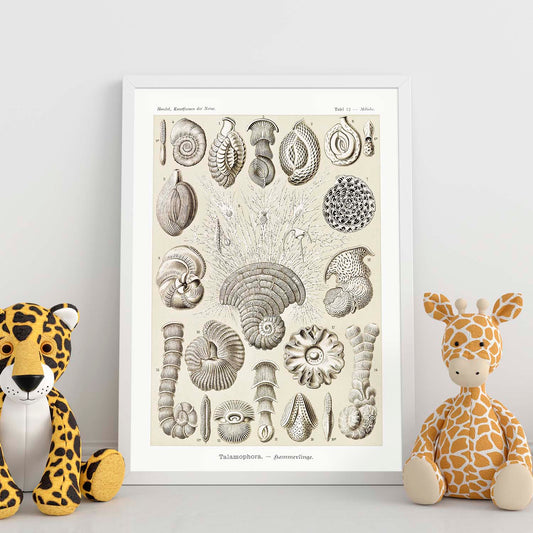 Lamina artistica decorativa con ilustración de Talamophora estilo Vintage-Artwork-Nacnic-Nacnic Estudio SL