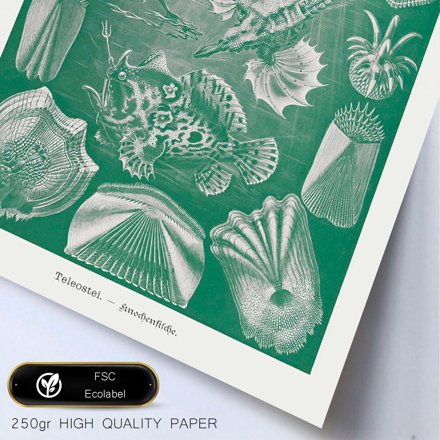 Lamina artistica decorativa con ilustración de Teleostei estilo Vintage-Artwork-Nacnic-Nacnic Estudio SL