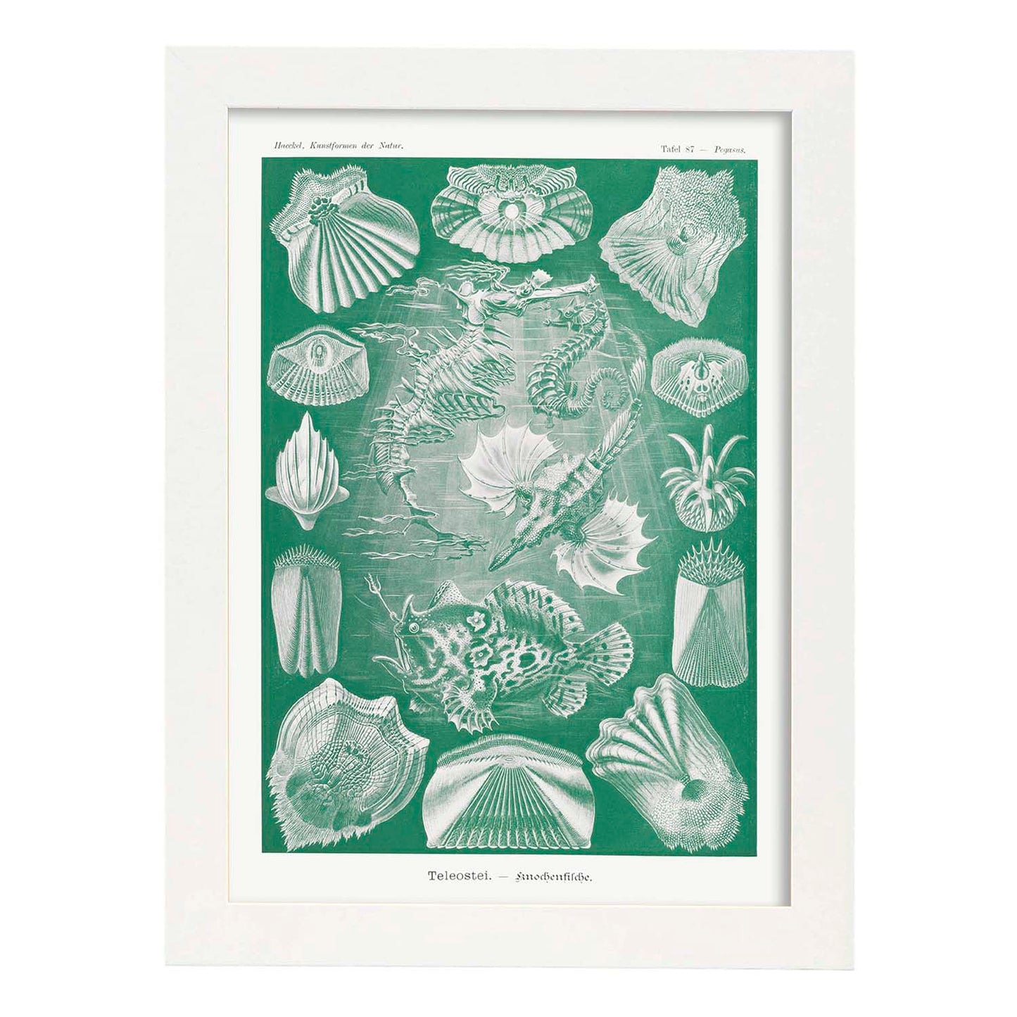 Lamina artistica decorativa con ilustración de Teleostei estilo Vintage-Artwork-Nacnic-A4-Marco Blanco-Nacnic Estudio SL