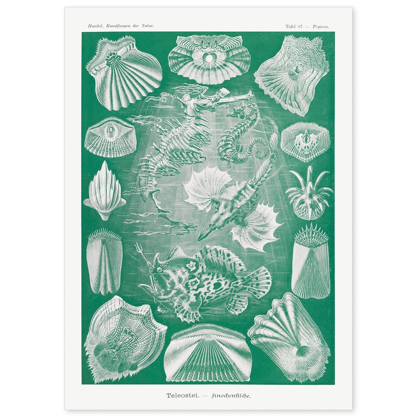 Lamina artistica decorativa con ilustración de Teleostei estilo Vintage-Artwork-Nacnic-A4-Sin marco-Nacnic Estudio SL