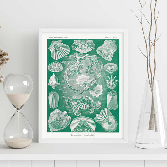 Lamina artistica decorativa con ilustración de Teleostei estilo Vintage-Artwork-Nacnic-Nacnic Estudio SL