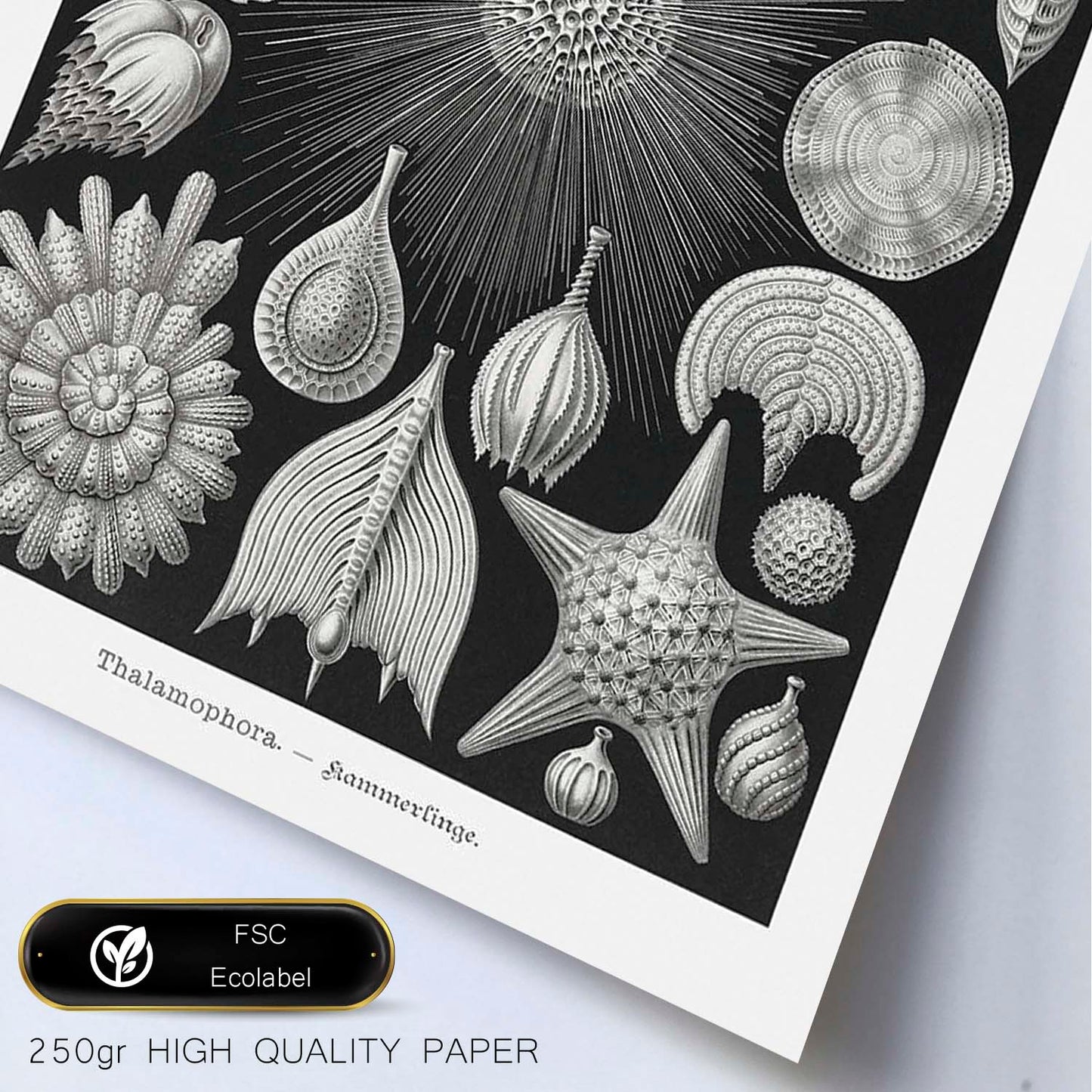 Lamina artistica decorativa con ilustración de Thalamophora estilo Vintage-Artwork-Nacnic-Nacnic Estudio SL