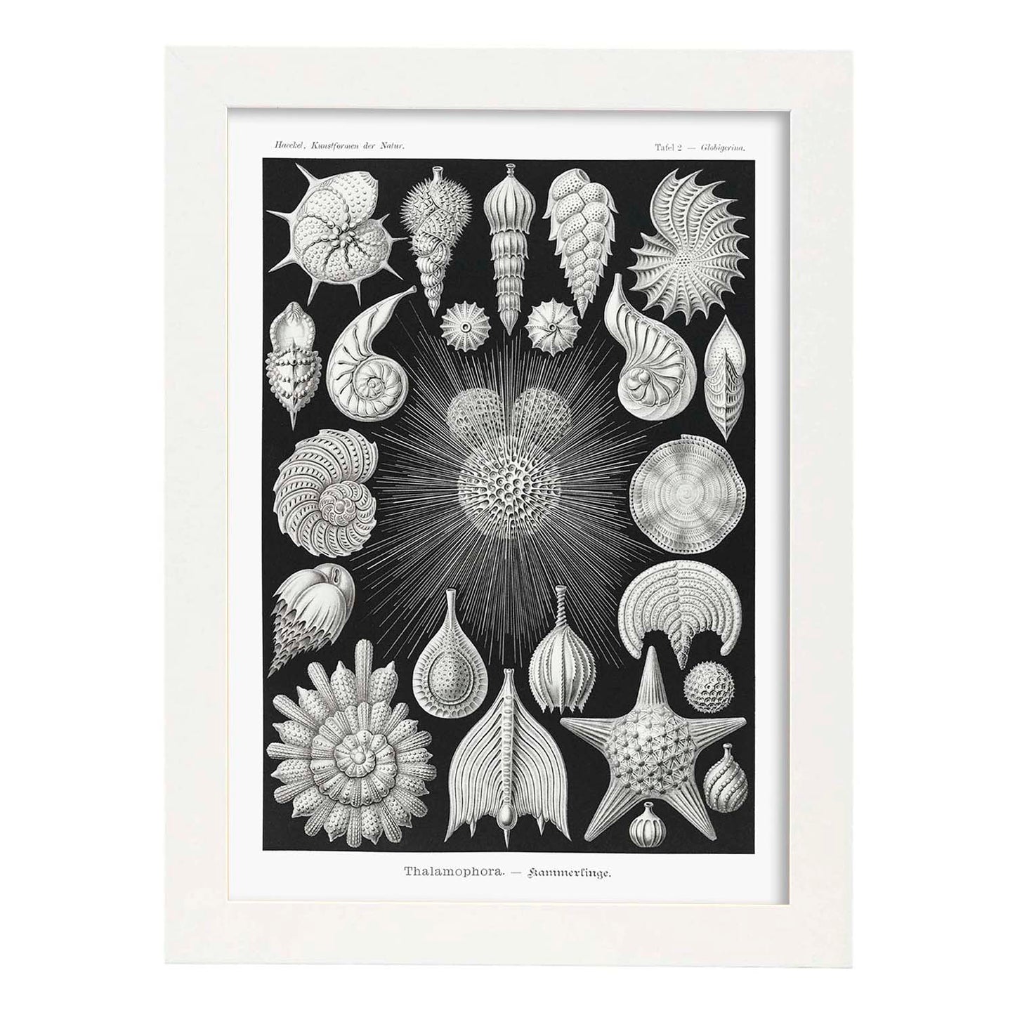 Lamina artistica decorativa con ilustración de Thalamophora estilo Vintage-Artwork-Nacnic-A3-Marco Blanco-Nacnic Estudio SL