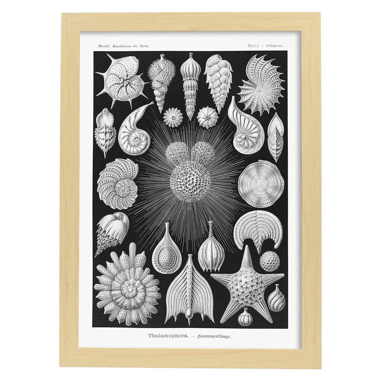 Lamina artistica decorativa con ilustración de Thalamophora estilo Vintage-Artwork-Nacnic-A3-Marco Madera clara-Nacnic Estudio SL